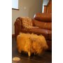 Gardeco Dillis the Highland Cow Footstool