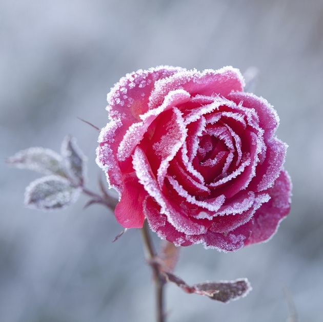 cold-spring-frosty-pink-rose